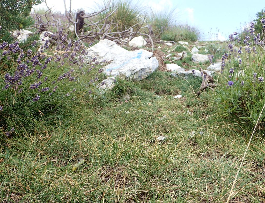 Au premier plan : mâle adulte à l'affût dans son habitat - Montagne de Lachens - 83